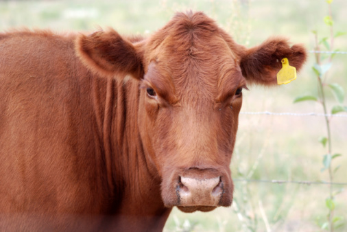 Beautiful Brown Angus cow in a pensive mood on a Western Cape farm.