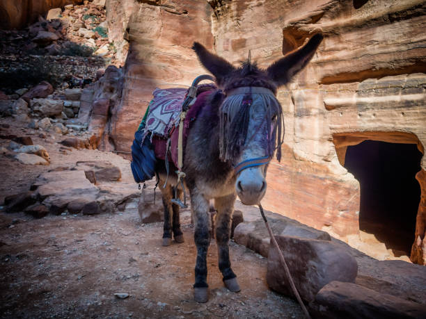 istock Donkey near the Shrine in Petra 917684982