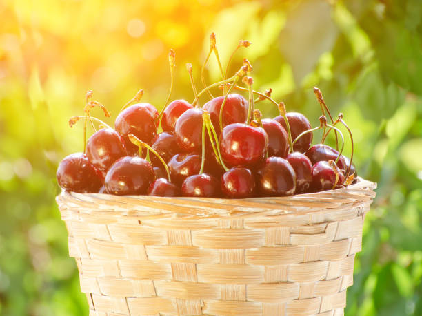 istock Wicker basket with ripe cherries on a background of greenery. Close up 917685200
