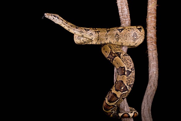 ボアコンストリクター - red tailed boa ストックフォトと画像