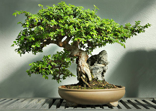 Bonsai tree in pot HDR stock photo