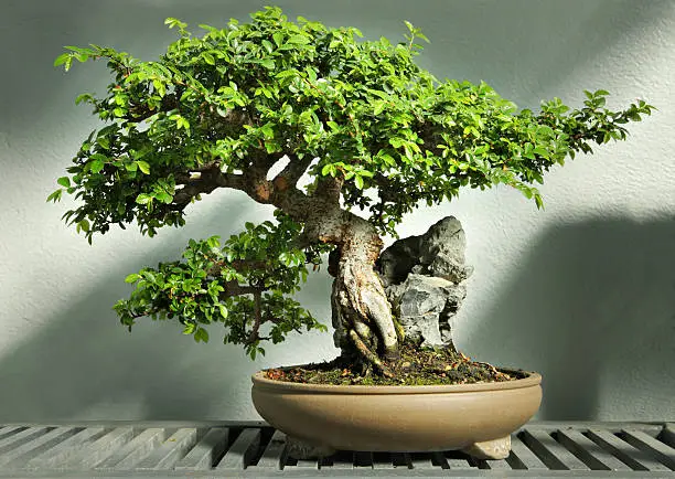 Beautiful Bonsai tree hugging a rock. This is a 40 years old Chinese elm bonsai. High dynamic range for details in both highlights and shadows.