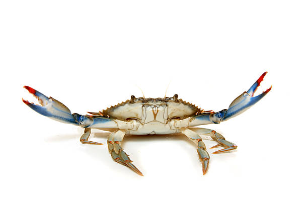 A crab with its claws in the air isolated on white Crab isolated on white background. crab leg photos stock pictures, royalty-free photos & images