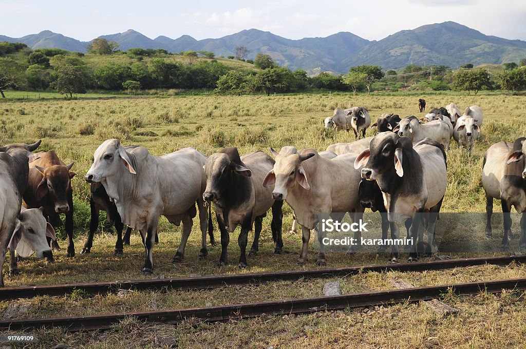 Angus or zebu cattle.  Domestic Cattle Stock Photo