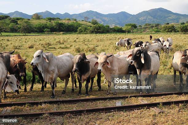 Angus Or Zebu Cattle Stock Photo - Download Image Now - Domestic Cattle, Zebu Cattle, Aberdeen Angus Cattle