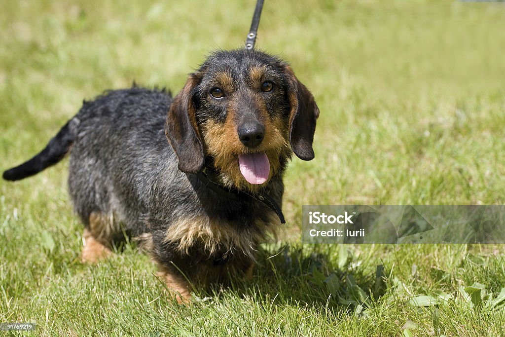 wirehaired dachshund  Animal Hair Stock Photo