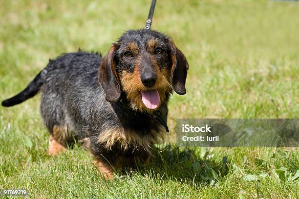 Wirehaired Dachshund Stock Photo - Download Image Now - Animal Hair, Animals Hunting, Color Image