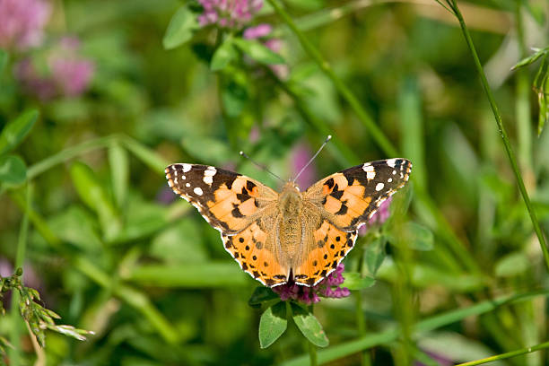 istock Butterfly on flower with blurred green background 91769311