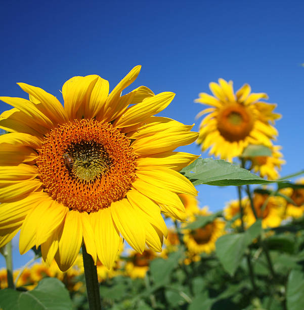 Sunflower stock photo