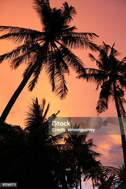 Pôr Do Sol Praia Céu Laranja Palmas Das Filipinas - Fotografias de stock e mais imagens de Palmeira - Palmeira, Céu, Olhar para Cima