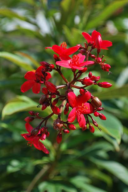 istock Macro of Blooming Jatropha Tree Flower Head 91769789