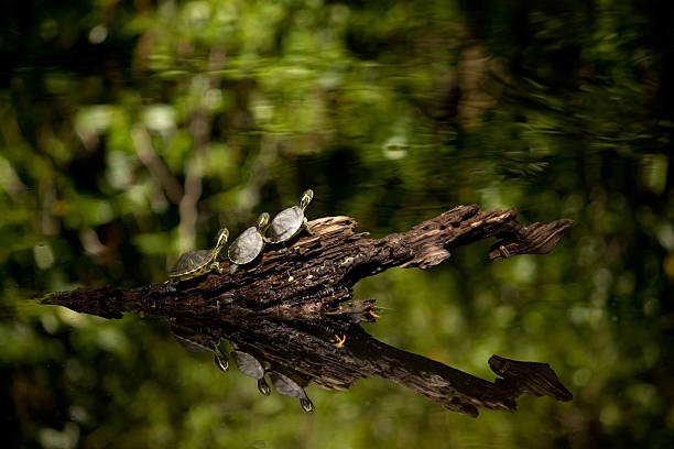 tre piccole tartarughe sempre pronti per tuffarsi in uno stagno - duke gardens foto e immagini stock