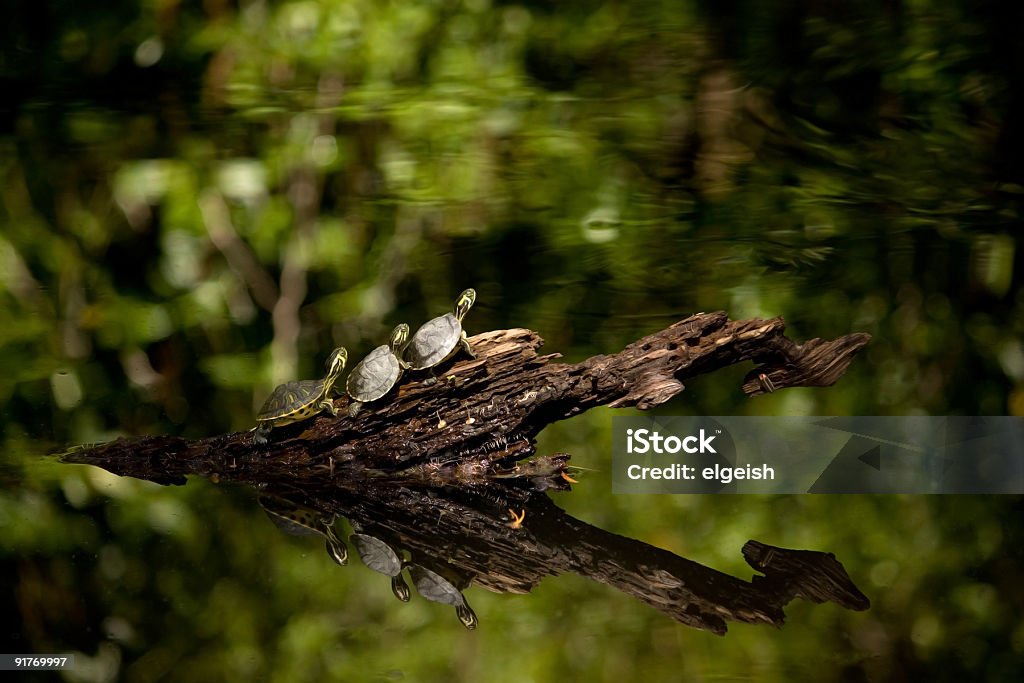 Three Little Turtles Getting Ready to Dive into a Pond  Animal Stock Photo