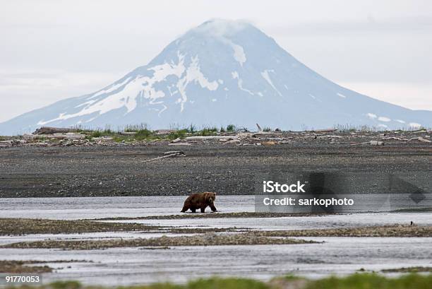 Photo libre de droit de Ours Brun Et Du Mont Augustine banque d'images et plus d'images libres de droit de Volcan - Volcan, Parc National de Katmai, Alaska - État américain