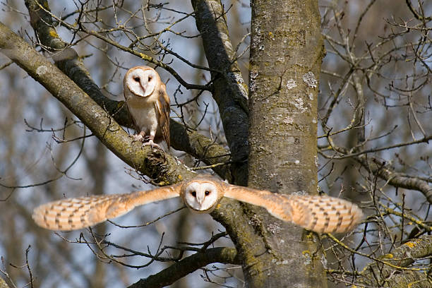 Barn Owl pair stock photo