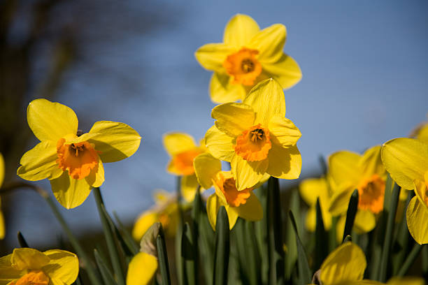 istock It's Spring : the narcissus flower 91770209
