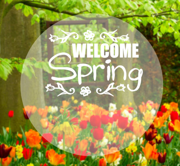 istock grass lawn with daffodils in spring garden 917703560