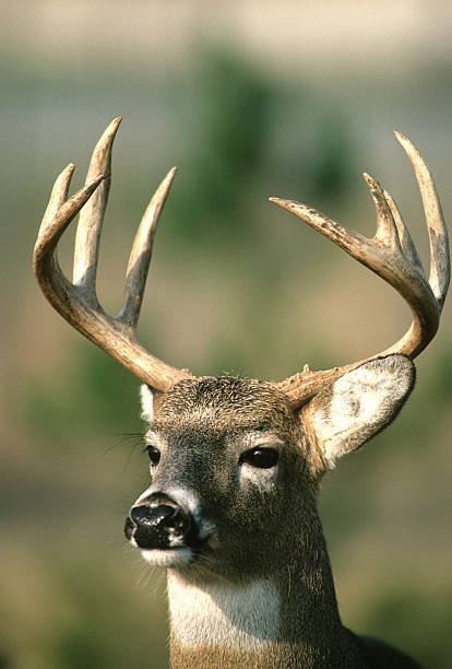 istock Whitetail Buck Portrait 91770904