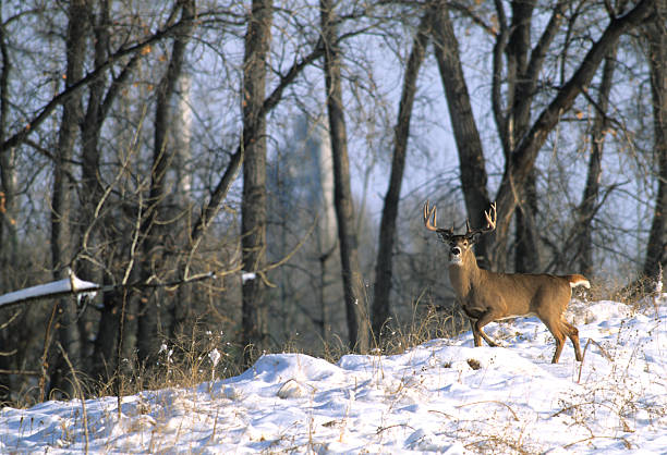 Trophy White-tailed Buck in Snow stock photo