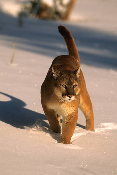 istock Male Mountain Lion in Deep Snow 91770979
