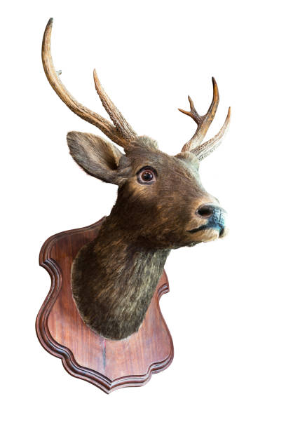 testa di cervo ripiena - deer stag wall animal head foto e immagini stock