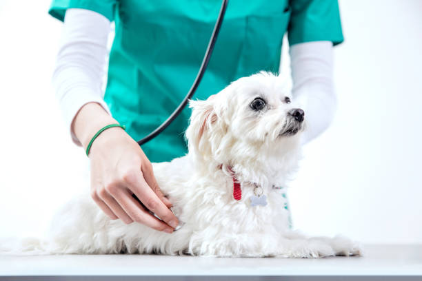 istock Unrecognizable vet examinates a dog using a stethoscope 917711456