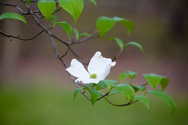 Blühender Blossom – Foto