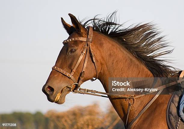Ritratto Di Una Baia Cavallo Al Galoppo - Fotografie stock e altre immagini di Aspirazione - Aspirazione, Briglia, Camminare