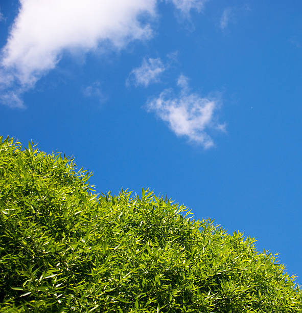 istock top  tree against a background of sky 91771224