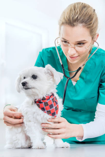 istock Female vet examinates a dog using a stethoscope. Vertical view 917712690