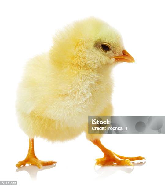 Pollo Contra Fondo Blanco Foto de stock y más banco de imágenes de Amarillo - Color - Amarillo - Color, Animal, Animal joven
