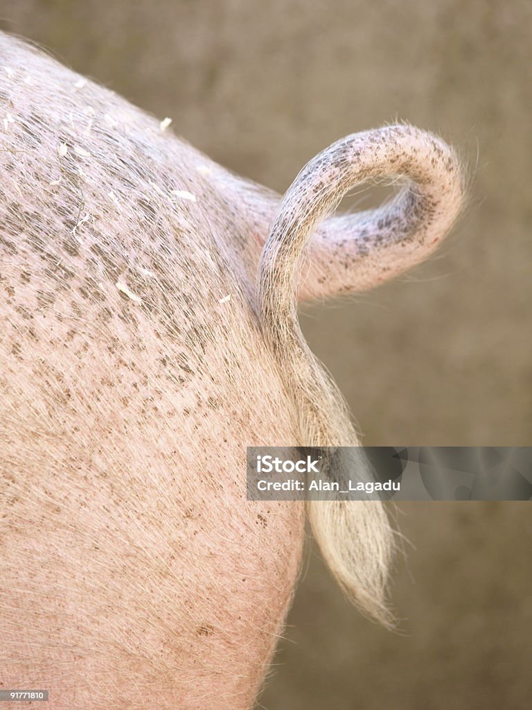 Cerdo de cola. - Foto de stock de Cerdo libre de derechos