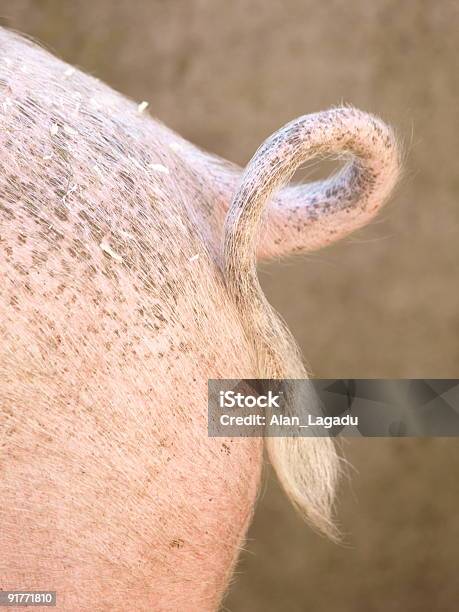 豚のテール - ブタのストックフォトや画像を多数ご用意 - ブタ, 動物の臀部, 臀部