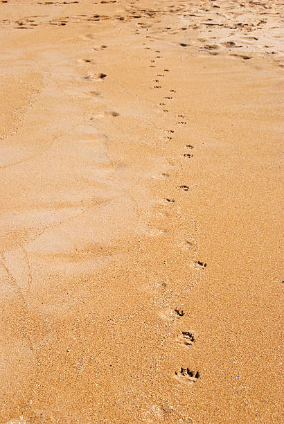 istock Paw Prints in the sand 91771935