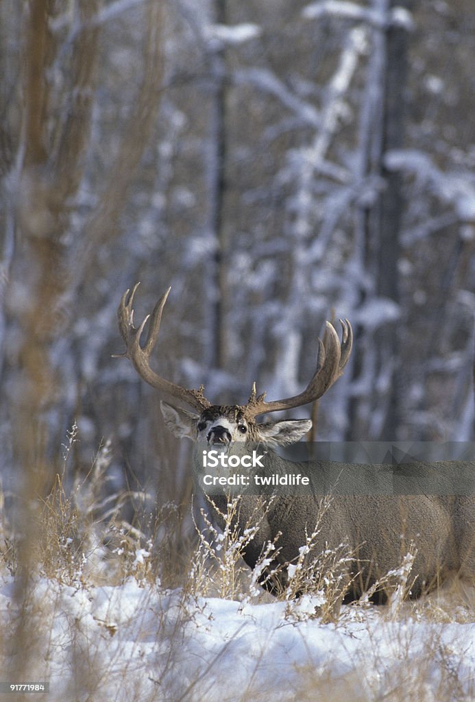 Calore Mulie nella neve - Foto stock royalty-free di Ambientazione esterna