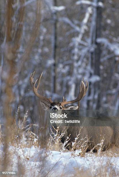 Calore Mulie Nella Neve - Fotografie stock e altre immagini di Ambientazione esterna - Ambientazione esterna, Animale maschio, Animale selvatico