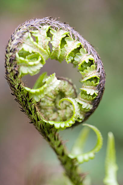 istock Close-up of fern 91772093