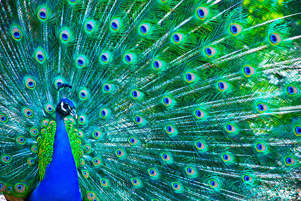 hermoso peacock - animal color fotos fotografías e imágenes de stock