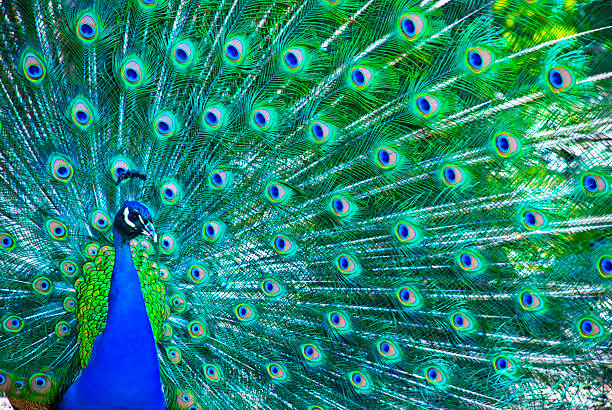 beautiful peacock - bontgekleurd fotos stockfoto's en -beelden