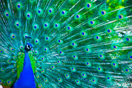 A dancing Indian Peacock (Pava cristatus).