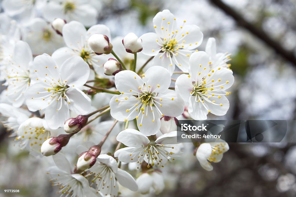 Primavera fiori di ciliegio - Foto stock royalty-free di Aiuola