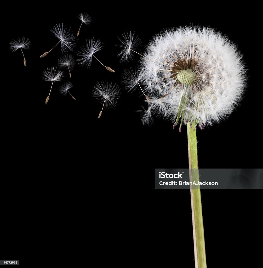 Dandelion seeds in the wind  Dandelion Stock Photo