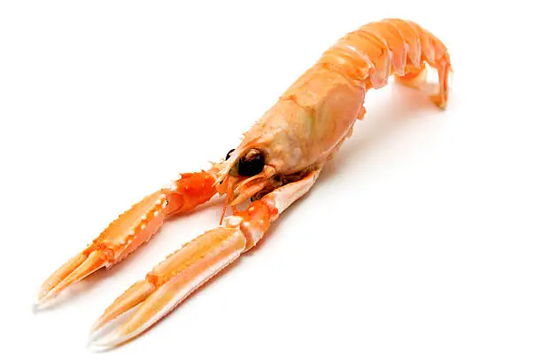 Norway lobster (Nephrops norvegicus) on a white background