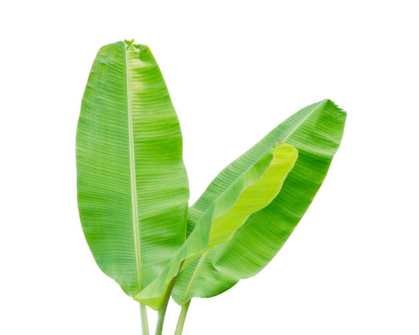 istock Tropical plant, banana leaf isolated on white background, File contains a clipping path. 917730442