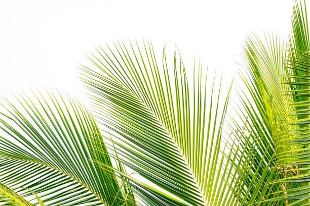 istock background of green coconut palm leaf on white sky background 917730454