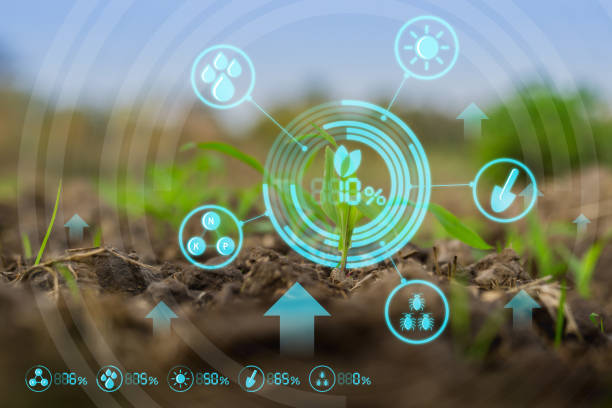 istock Growing young maize seedling in cultivated agricultural farm field with modern technology concepts 917730466