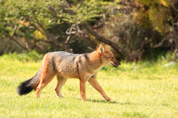 fuegian fox chodzić w patagonii - fuegian zdjęcia i obrazy z banku zdjęć