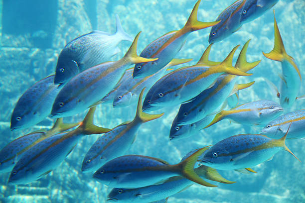 istock Underwater view of snappers 91773192