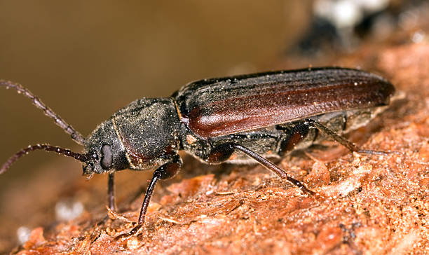 istock Extreme close-up of a long-horn beetle 91773315