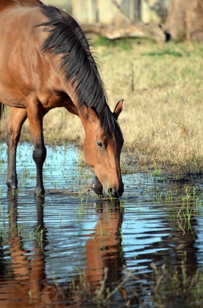istock Bay horse pawing water as drinking from river 917734434